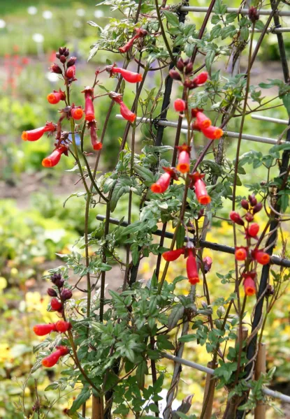 50 Mixed Glory Vine Eccremocarpus Scaber Chilean Glory Red Pink Flower Seeds Fre - £7.18 GBP