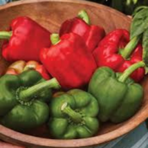 Heirloom Red Long Sharp Sweet Bell Pepper 20 PCS Seeds - £6.08 GBP