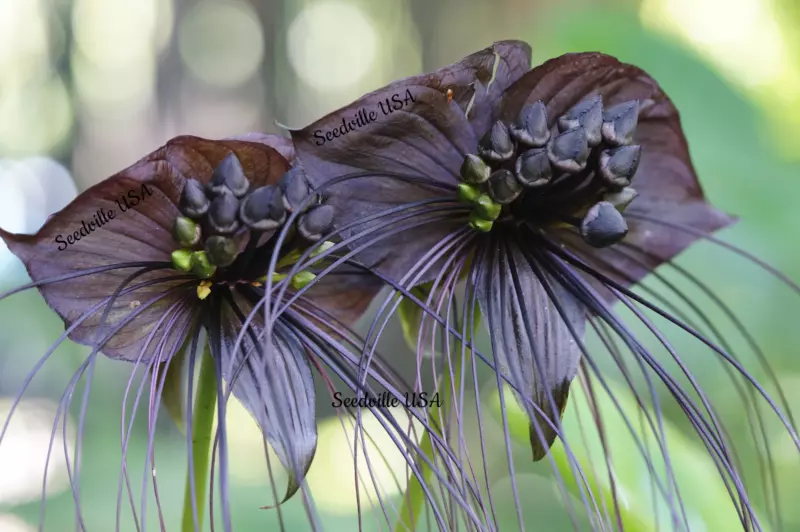 5 Seeds Black BAT FLOWER ( Cats Whiskers Devil Flower ) Tacca Chantrieri Flower  - £12.44 GBP