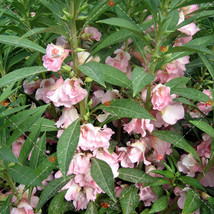 50 Seeds Impatiens Balsamina Seeds Light Pink Double Flowers Garden - £6.54 GBP