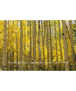 3 Quaking Aspen (Populus tremuloides) Live Potted Seedlings  8-14 Inches... - $36.58