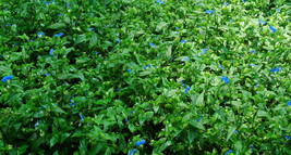 10x Cutting - Spiderwort Day Lily Blue Flower - Commelina Wandering Jew ... - £4.73 GBP