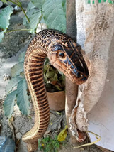 Bastone da passeggio in legno serpente cobra intagliato a mano animale c... - $154.09