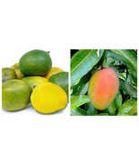 Seedling Kent mango (mangifera Indica)Tropical Live Fruit Tree - $139.49 CAD