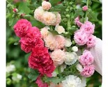 25 Double Hollyhock Seeds Mixed Perennial Flower Seed Flowers  Us  - $7.43