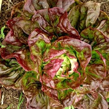 USA SELLER Yugoslavian Red Lettuce Butterhead Vegetable Gardening - £13.64 GBP