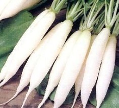 VP White Icicle Radish Raphanus Sativus Vegetable 1250 Seeds - £3.83 GBP