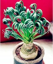 500 Pcs Spring Grass Plant Succulents Plant Grass See Ed Potted Exotic Plant Spi - £10.20 GBP