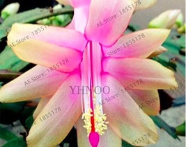 100PCS Schlumbergera Flores Christmas Cactus Plant Seeds Water Pink Flowers* Eas - £4.20 GBP