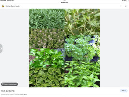 Herb Seeds Indoor Type 6 Mini Packs Basil Thyme Parsley Oregano Dill Cilantro US - $21.96