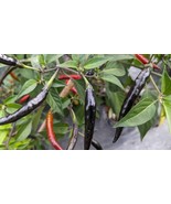 SEED-  Black Cobra Hot Pepper - Rare Chili for the Gourmet - €4,62 EUR+
