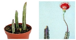Senecio stapelliformis -Candy Stick - Pickle Plant - 2&quot; Pot-Collector&#39;s ... - $38.99