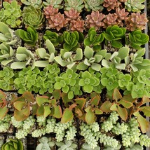 Cacti 2 inch assorted succulents 30 pack Cactus Succulent Real Live Plant - £140.24 GBP