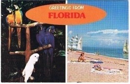 Florida Postcard Greetings From Florida Parrot Birds Sailboats Beach - £2.31 GBP