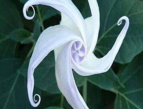 Best 25 seeds White Moon Flower Odd Plants to Grow