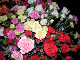 100 Mixed Carnation  Double Dianthus Chinensis Flower   - $17.00