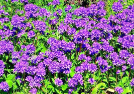 Blue Clustered Bellflower 200 Seeds Campanula Glomerata &#39;Superba&#39; Fresh ... - £6.64 GBP