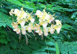 5 Pc Seeds White Peacock Flower Plant, Caesalpinia Seeds for Planting | RK - £15.10 GBP