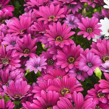 Osteospermum Ecklonis Akila Purple Flower Seeds African Daisies 20 Seeds Fresh U - £15.25 GBP