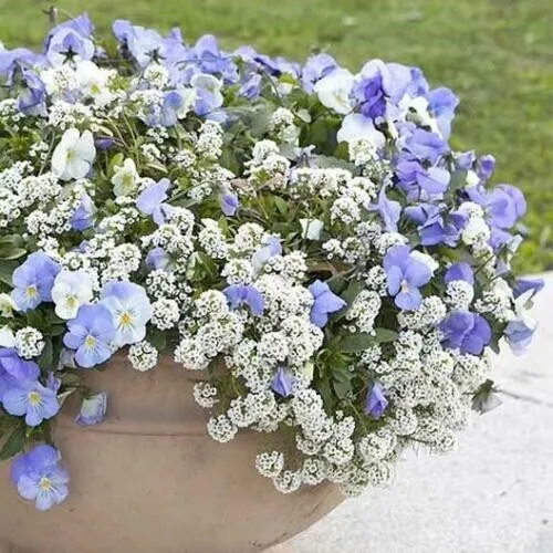 Fresh Alyssum Snow Cloth Ground Cover Deer Drought Resistant Non-Gmo 1000 Seeds  - £8.56 GBP