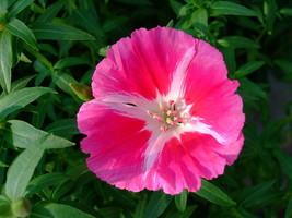 500 Pink Farewell To Spring Clarkia Elegans 2 Tone Striped Flower Seeds ... - $8.35