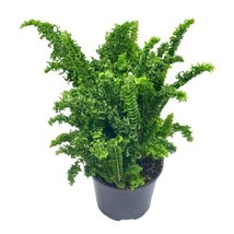 Curly Boston Fern, in a 6 inch Pot, Nephrolepis exaltata, Huge and Full - £33.19 GBP