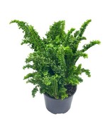 Curly Boston Fern, in a 6 inch Pot, Nephrolepis exaltata, Huge and Full - $41.86