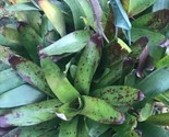 2 PUPS deal Bromeliad Aech Violet EXOTIC TROPICAL LANDSCAPE PLANT - $21.77
