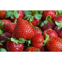 10 To 100 Eversweet Strawberry, Certified Bare Root Plants #SCN10 - £25.44 GBP+