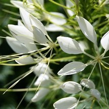 50 Seeds Giant White Queen Cleome Flower Re-Seeding Annual - £13.09 GBP
