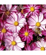 Cosmos Picotee Seeds 100 Ct Flower Cosmo Bipinnatus Butterflies Fresh Ga... - $77.59 MXN