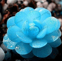 40 Seeds Mini Blue Lithops Plant Succulent Flores Ass Flower Plantas Stone Bonsa - $11.25