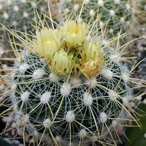 Cacti Echinofossulocactus albatus cactus Succulent real live plant - £29.29 GBP