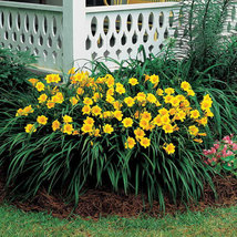 Stella de Oro Daylily 25 fans/roots re-blooming yellow blooms image 2