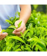 Best Tea Plant (Green Tea) / Camellia sinensis / Live Plant - $34.99