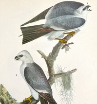Mississippi Kite Bird Print 1946 Color Art John James Audubon Nature DWV2E - £31.89 GBP