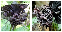 (10 Seeds) Tacca Chantrieri Seeds International ship - £21.57 GBP