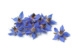 BPA Borage Flower Seeds 75 Borago Officinalis A Medicinal Herb &amp; Edible Flower - £7.18 GBP