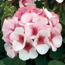 60 Seeds Geranium Seeds - Rose Red to Milky White to Green Ball Types Do... - $360.02 MXN
