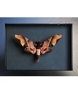 Mango Hawkmoth Amplypterus Panopus XL Real Moth Framed Entomology Shadowbox - $1,540.90 MXN