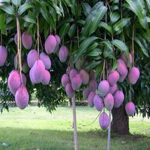 Mango palmer (Mangifera) live Tropical Fruit Tree 12”-24” - £39.96 GBP