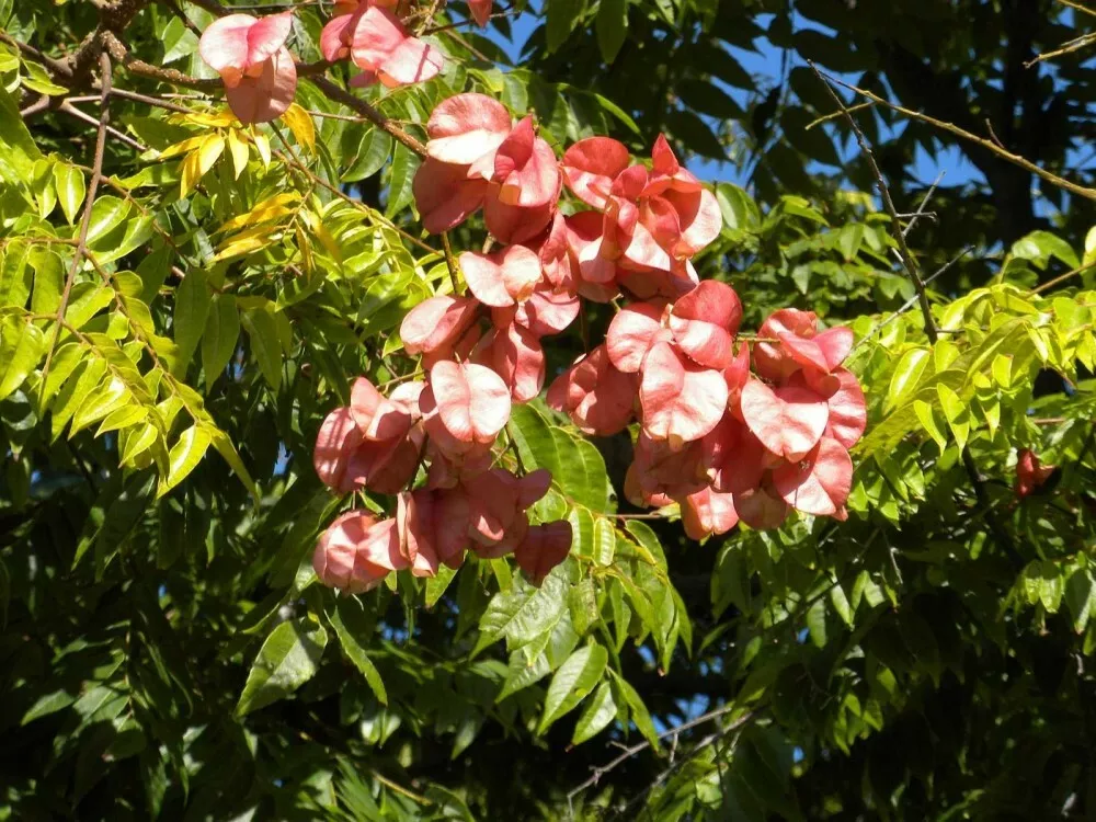 CHINESE FLAMETREE Koelreuteria Bipinnata - 5 SEEDS.  - €7,88 EUR