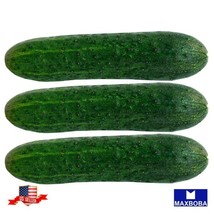 20 Marketmore 76 Cucumber Seeds (Organic) Garden Usa Shipping - $5.98