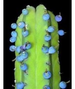 Bilberry Cactus - Myrtillocactus geometrizans - 5+ seeds - Gx 041 - $3.99