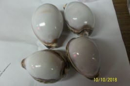 sea shell off white Top Tiger Cowrie 3 or more inches craft aquarium Lot... - £18.35 GBP