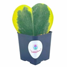 Variegated Hoya Kerrii Heart / Sweetheart Plant / Mothers day plant / Hoya Plant - £9.16 GBP