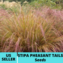 50Pcs Stipa Pheasant Tails Ornamental Grass Seeds Stipa arundinacea Seed - $18.75