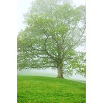 Pure Herbs: White Oak Bark - 4 oz. (Natural Herbal Extracts) image 2