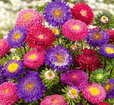 Aster Rubens Mix (Pompon) Annual Cut Flowers Bees Butterflies Nongmo 200... - $8.99