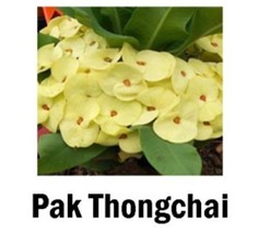 Pak Thongchai Crown Of Thorns Euphorbia Milii Christ Plant Starter Plant... - £55.20 GBP